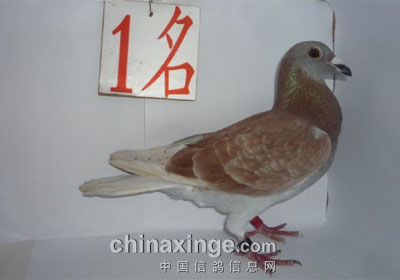 �㶫տ������Ԥ���ֳ�չʾǰʮ��(ͼ)