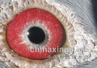 ��Щ������׷��ĸ���(ͼ)