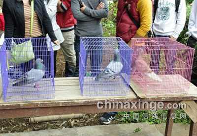 տ������300����Ԥ���ۼ�(ͼ)