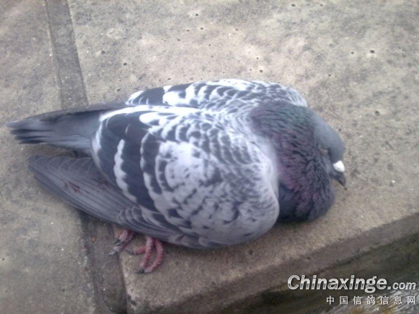 ����������(ͼ)