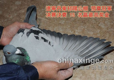 �Ϻ����������������������д(ͼ)