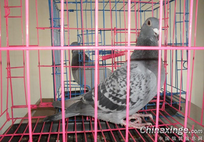 ̩�����ֲ�������ǰ����չʾ(ͼ)