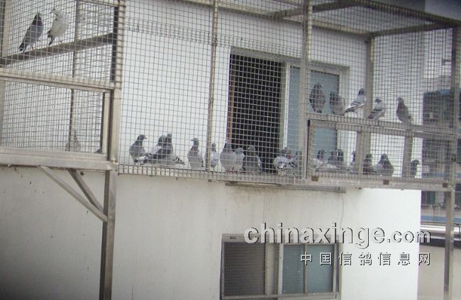 Ϊ50ֻ���������ˣ����ݸ��Ը����