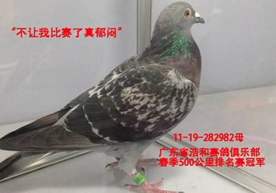 Ӯ�ñ�����������