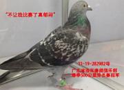 Ӯ�ñ�����������