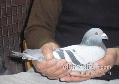 �Ϻ�800�������ž������Ǿ��������(ͼ)