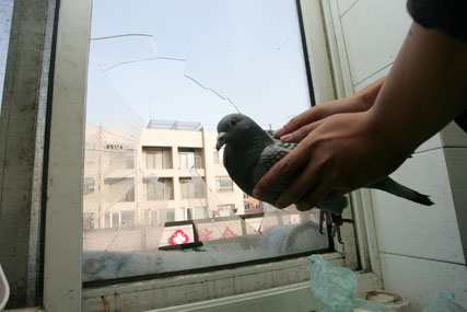 Ϊ����ӥ ����ײ�鲣��(ͼ)