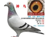 �人����2012����ʤ������(ͼ)