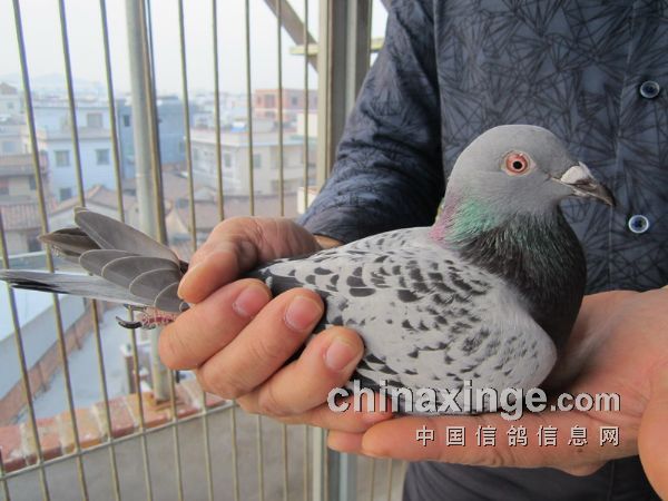 ��������˫������80�����˼�������ǰʮ(ͼ)