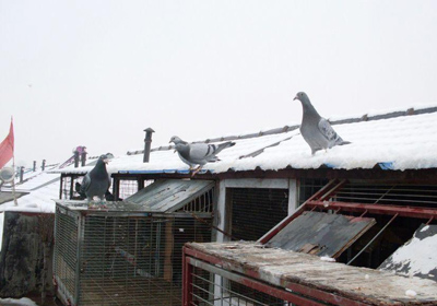 ѩ����������(ͼ)