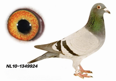 2013����Լ���ս�ƻ�(ͼ)