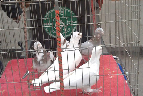 ����Ѽ���Ÿ���