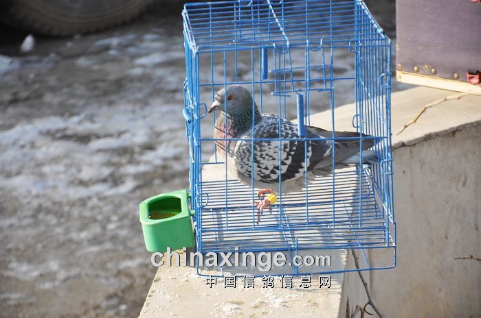 ��ս�׸뼫�ޣ�����903������Ǽ������(ͼ)