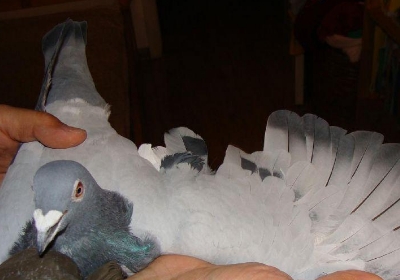 �ҷ�����ӥ ײ�鲣���Ի���