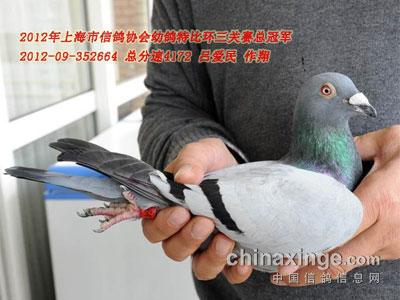 �Ϻ��׸������رȻ��ۺϳɼ���¯(ͼ)