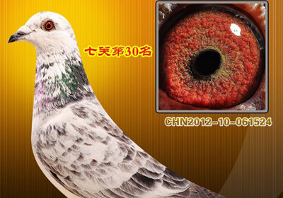 ����԰׸��˫���߹�(ͼ)