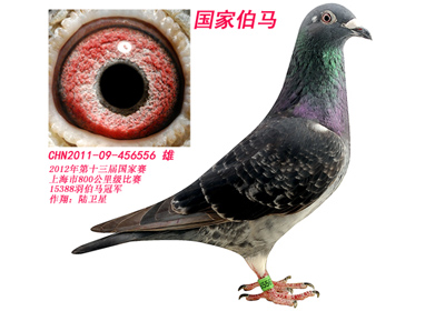 2012����Ϻ��ھ���ʤ������(ͼ)