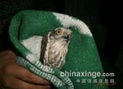 �ŷɹ��Ҷ����������������(ͼ)