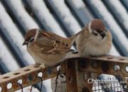 �������������(ͼ)