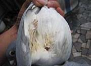 �Ҹ�����������(ͼ)