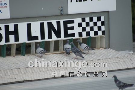 �Ϸǰ�����Ԫ��5���ȵ����ɼ���¯(ͼ)