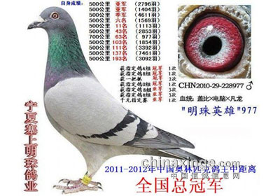 ����ƥ���о������ȫ���ܹھ�����(ͼ)