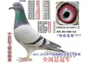 ����ƥ���о������ȫ���ܹھ�����(ͼ)