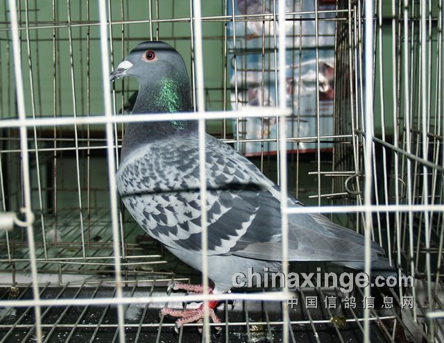 ��������������ھ�������ʮ����(ͼ)