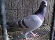 ɹɹԪ���齱�ָ�(ͼ)