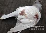 �����ҹ ���׹鰸(ͼ)