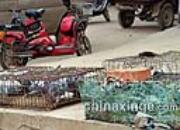 �������Ǹ�����(ͼ)