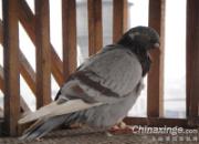 ���ܾȻ�����(ͼ)