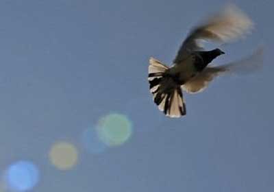 �����о������ӿ�����������(ͼ)