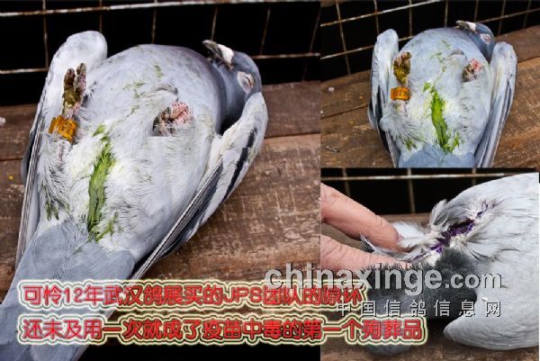 �ɽ����������� ȫ��84ֻ�ָ롰�ж���(ͼ)