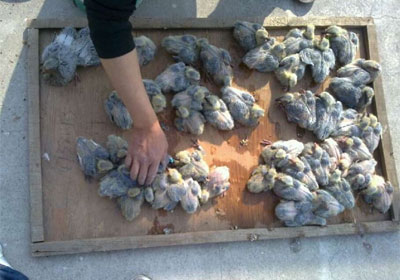 ɹ̫���ĺ󱸾�