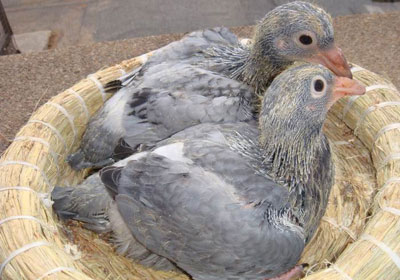 �����ʴ�ë�γ�Ԥ������