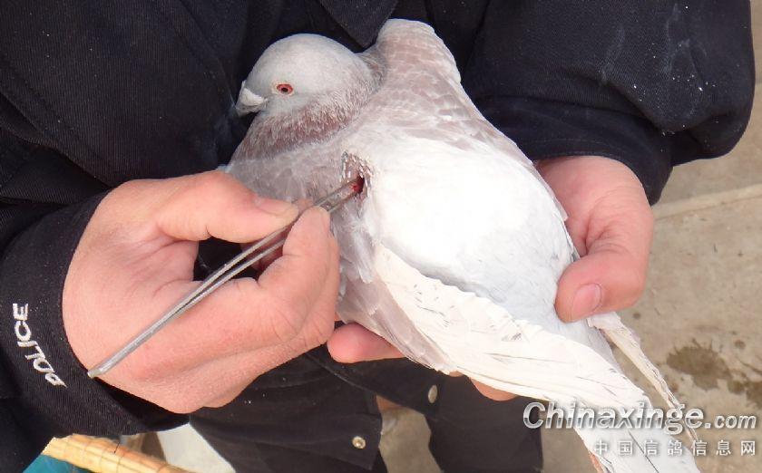 ���ϸ����������������������(ͼ)