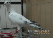 һ����Ƶ��׸�(ͼ)