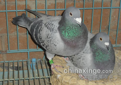 �����������ָ�(ͼ)