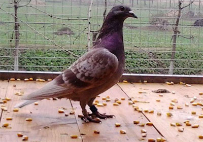 �ϸ����¾�(ͼ)