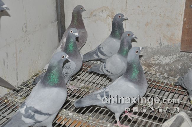 ����ɹɹ�ҵ��ָ�(ͼ)