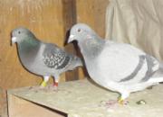 �Ϻ��ھ��������¾��ָ�̽��(ͼ)