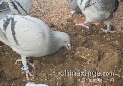 ���롰����������(ͼ)