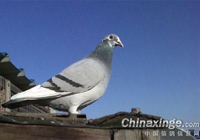 ����Ψһ��ϣ��(ͼ)