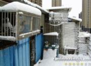 ��ѩ����ĸ���(ͼ)