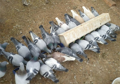 �ѷ෨��ͽ�������(ͼ)