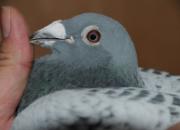 2013�����ƥ�˴���������(ͼ)