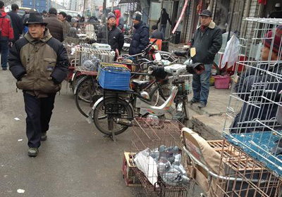 ����ҡ���ı���Ѽ���Ÿ���(ͼ)