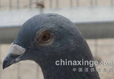 ���ε����˷�(ͼ)