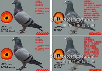 �����ƻ��������ָ������(ͼ)